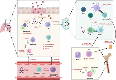 Immune Senescence, Immunosenescence and Aging